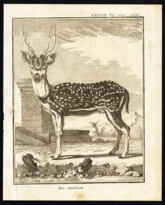 4 Antique Prints-AXIS DEER-Buffon-1766