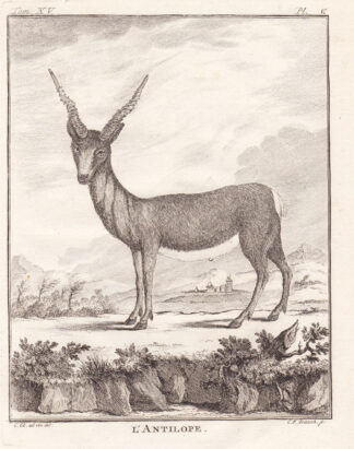 Antique Print-ANTELOPE-Buffon-1766