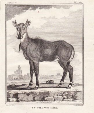2 Antique Prints-NILGAI ANTELOPE-Buffon-1766