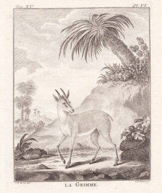 2 Antique Prints-GRIMME ANTELOPE-Buffon-1766