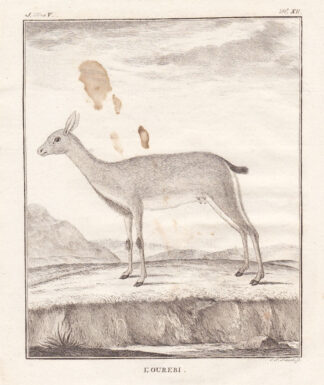 Antique Print-ORIBI ANTELOPE-Buffon-1766