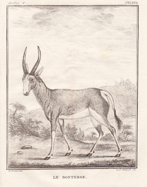 , Antique Print-BONTEBOK ANTELOPE-Buffon-1780, Pictura Antique Prints