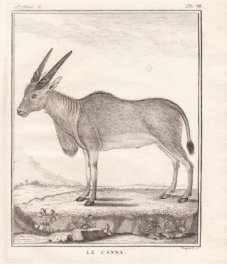 Antique Print-ELAND-CAPE ELK-Buffon-1780