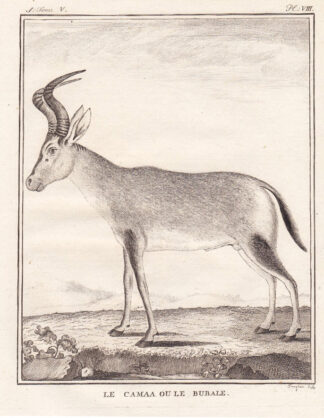 Antique Print-BUBALE ANTELOPE-Buffon-1780