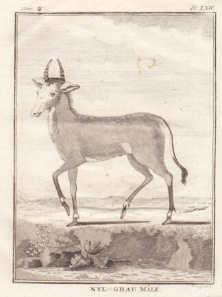 Antique Print-NYL-GNAU ANTELOPE-Buffon-1780