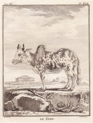 Antique Print-ZEBU CATTLE-INDIA-Buffon-1780