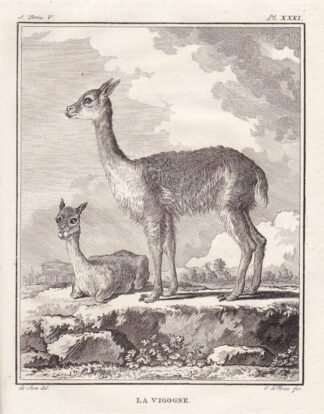 Antique Print-VICUNA-VICUGNA-SOUTH AMERICA-Buffon-1780