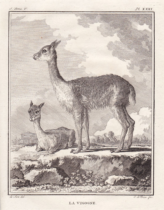 , Antique Print-VICUNA-VICUGNA-SOUTH AMERICA-Buffon-1780, Pictura Antique Prints