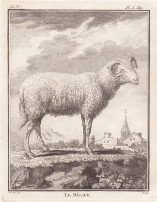 7 Antique Prints-SHEEP-BELIER-BREBIS-Buffon-1780