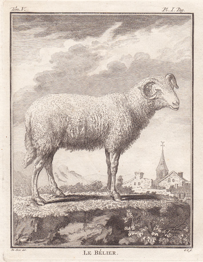 , 7 Antique Prints-SHEEP-BELIER-BREBIS-Buffon-1780, Pictura Antique Prints