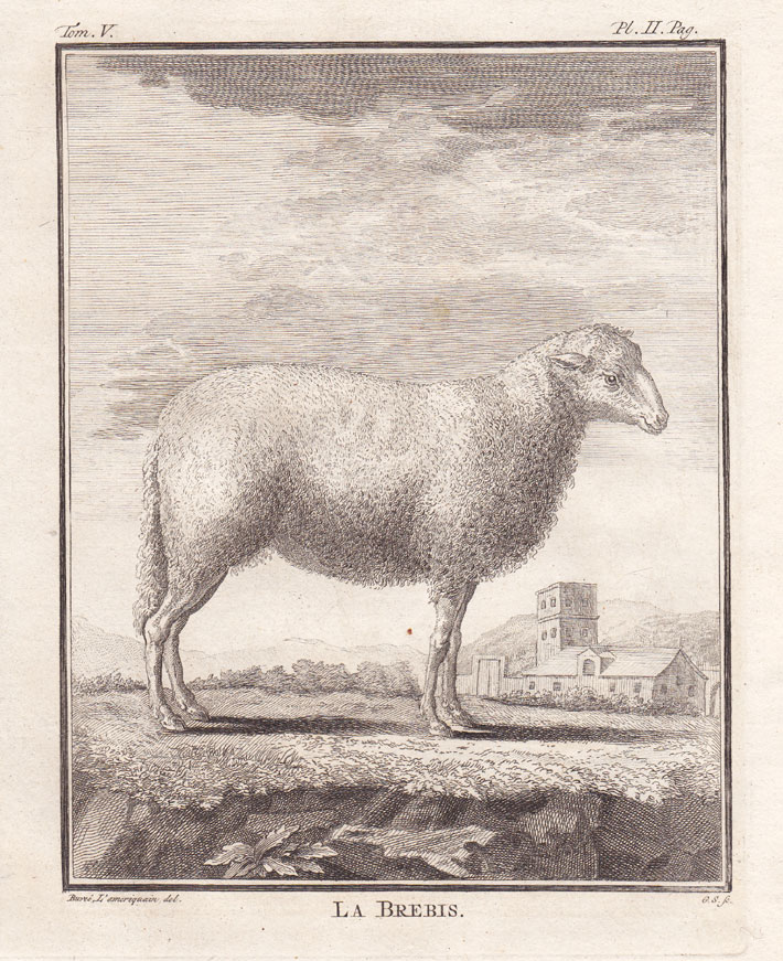 , 7 Antique Prints-SHEEP-BELIER-BREBIS-Buffon-1780, Pictura Antique Prints