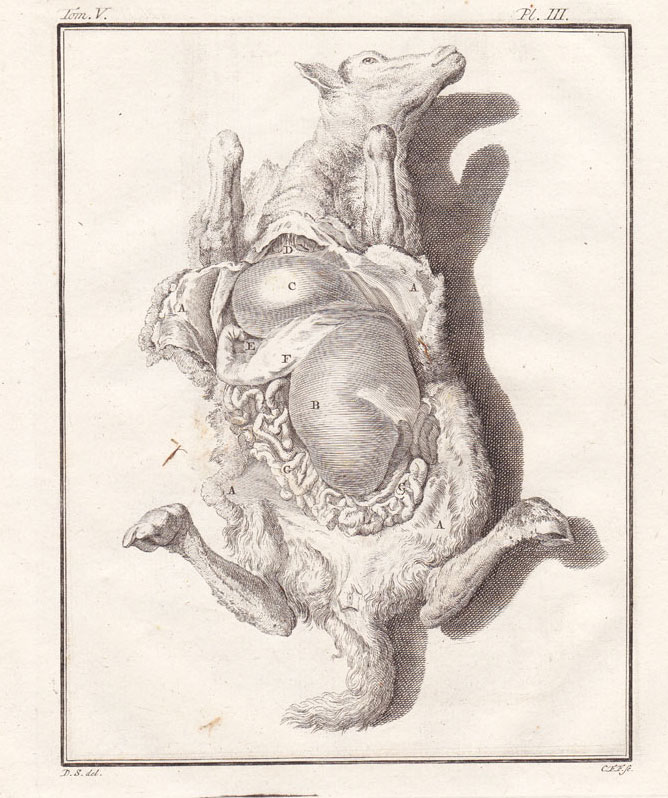 , 7 Antique Prints-SHEEP-BELIER-BREBIS-Buffon-1780, Pictura Antique Prints