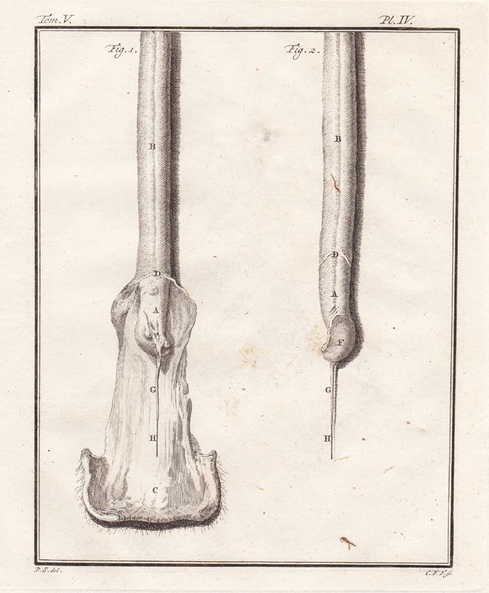 , 7 Antique Prints-SHEEP-BELIER-BREBIS-Buffon-1780, Pictura Antique Prints