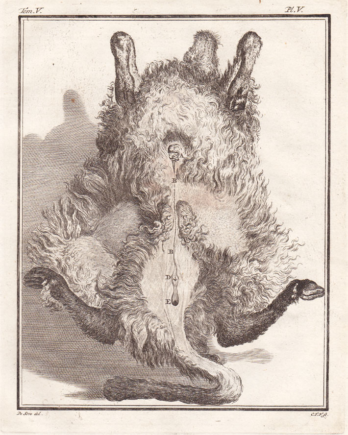 , 7 Antique Prints-SHEEP-BELIER-BREBIS-Buffon-1780, Pictura Antique Prints