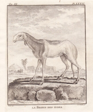 3 Antique Prints-GUINEA SHEEP-Buffon-1780