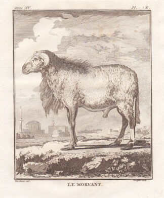 Antique Print-MORVANT SHEEP-Buffon-1780