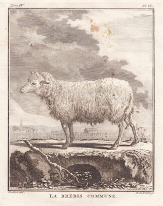 Antique Print-COMMON SHEEP-Buffon-1780