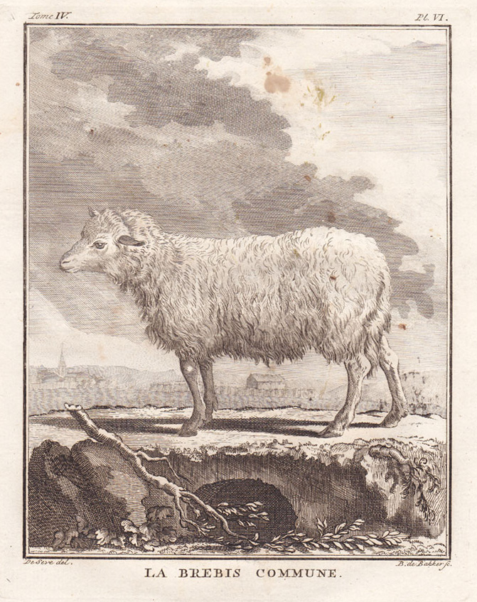 , Antique Print-COMMON SHEEP-Buffon-1780, Pictura Antique Prints