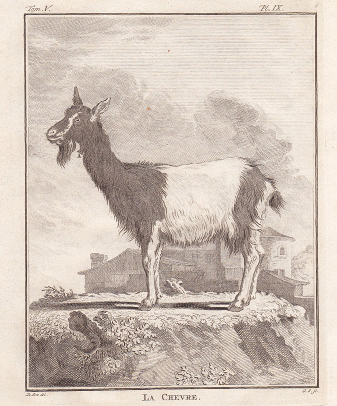 , 2 Antique Prints-DOMESTIC GOAT-BUCK-DOE-Buffon-1780, Pictura Antique Prints