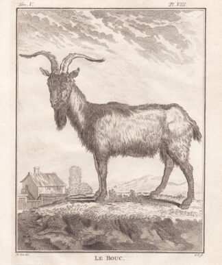 2 Antique Prints-DOMESTIC GOAT-BUCK-DOE-Buffon-1780
