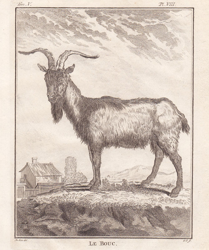 , 2 Antique Prints-DOMESTIC GOAT-BUCK-DOE-Buffon-1780, Pictura Antique Prints