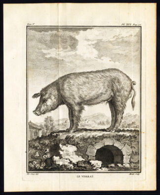 Antique Print-set-PIG-HOG-SWINE-Buffon-1780