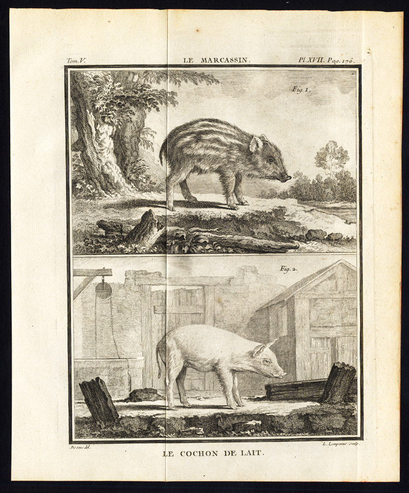 , Antique Print-set-PIG-HOG-SWINE-Buffon-1780, Pictura Antique Prints