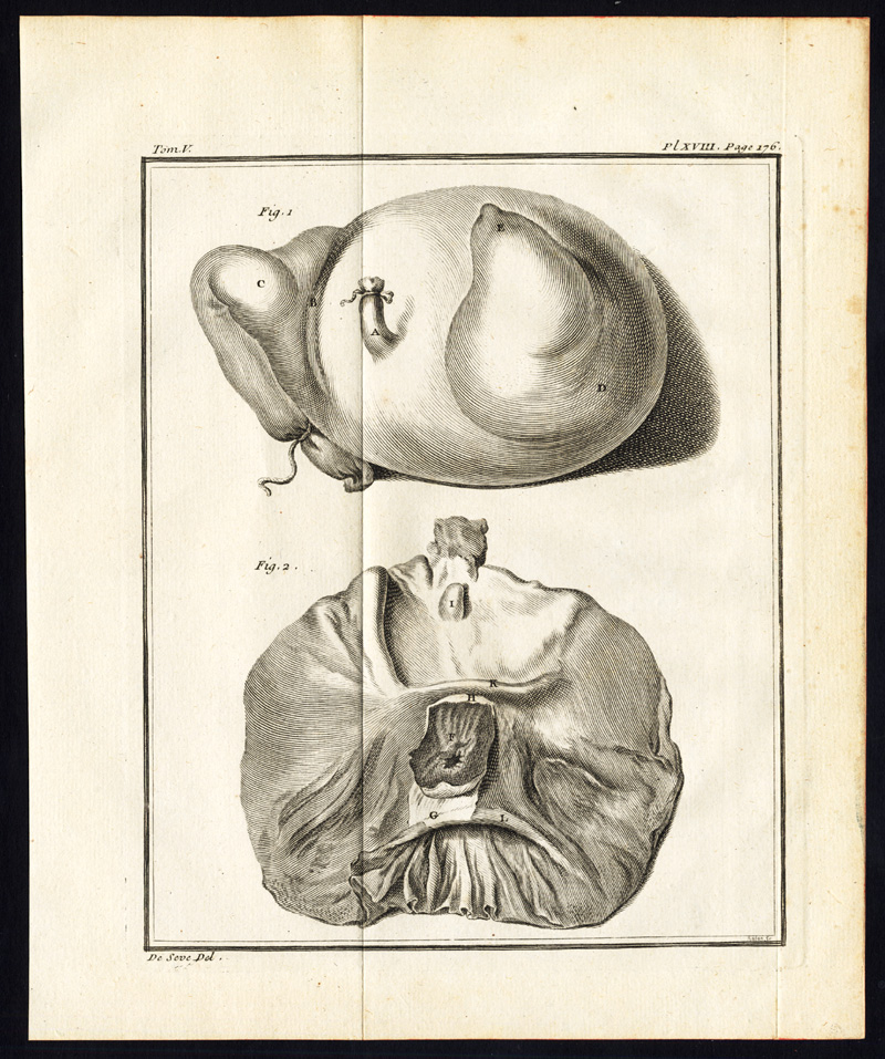 , Antique Print-set-PIG-HOG-SWINE-Buffon-1780, Pictura Antique Prints
