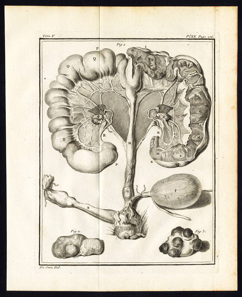 , Antique Print-set-PIG-HOG-SWINE-Buffon-1780, Pictura Antique Prints