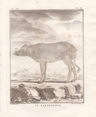2 Antique Prints-BABIROUSSA-INDIAN HOG-Buffon-1780