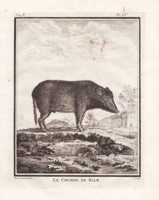 Antique Print-SIAM HOG-PIG-THAILAND-Buffon-1780
