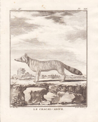 Antique Print-JACKAL-CHACAL ADIVE-Buffon-1780