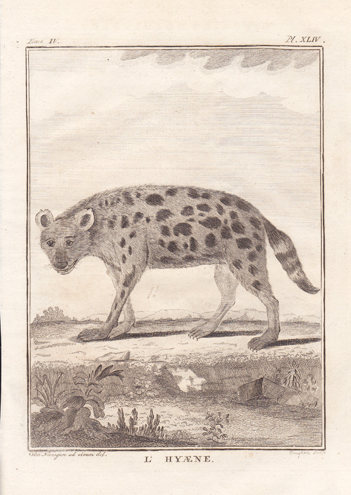, Antique Print-HYENA-HYAENE-Buffon-1780, Pictura Antique Prints