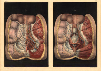 Antique Medical Anatomy Print-PERINEUM-SPHINCTER-PROSTATE-Pl. 3-Bourgery-1831