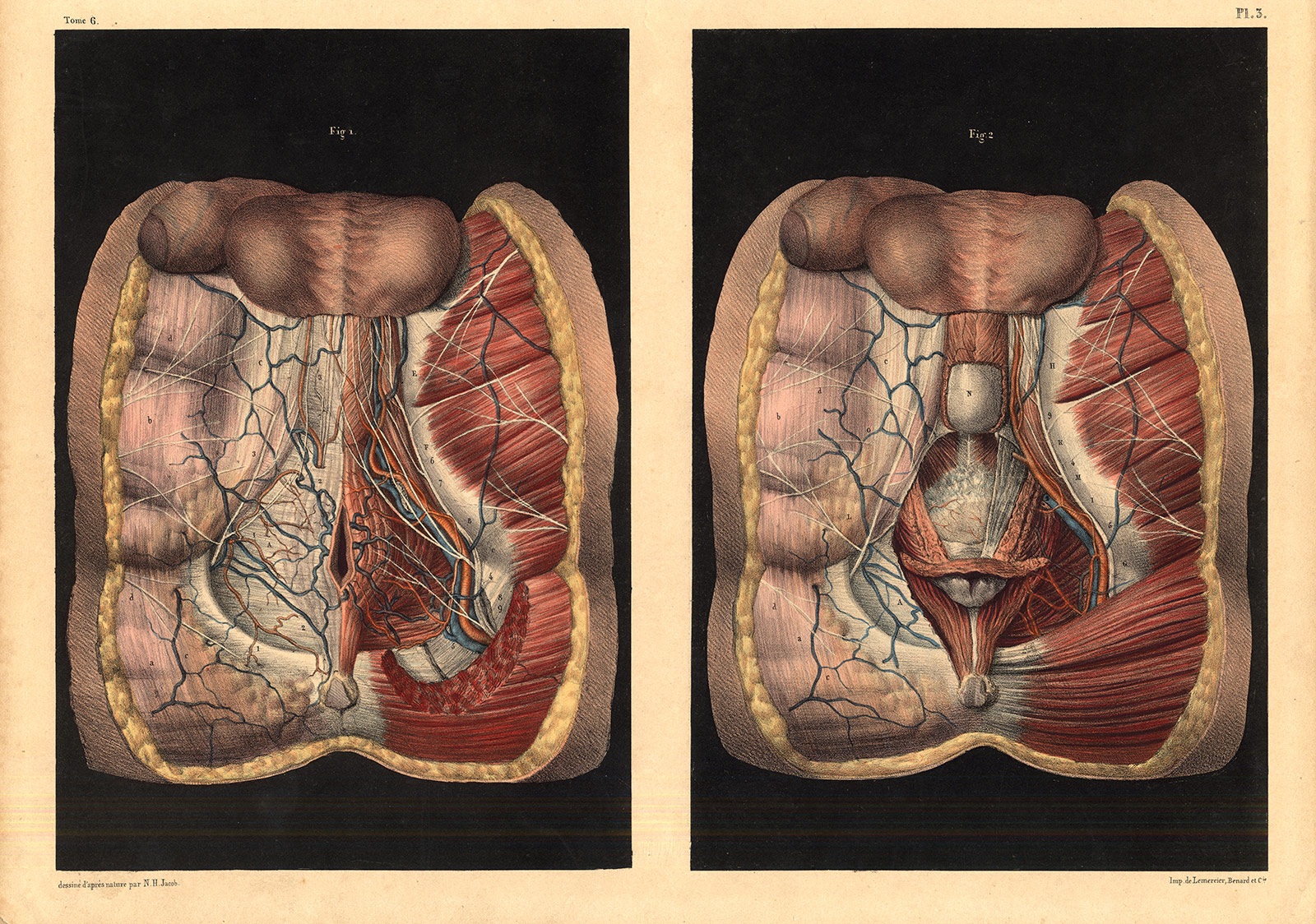 , Antique Medical Anatomy Print-PERINEUM-SPHINCTER-PROSTATE-Pl. 3-Bourgery-1831, Pictura Antique Prints