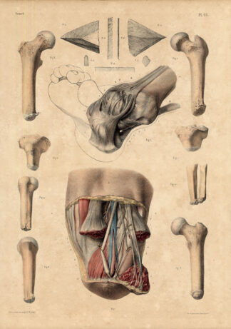 Antique Medical Anatomy Print-AMPUTATION-BONES-Pl. 66-Bourgery-1831