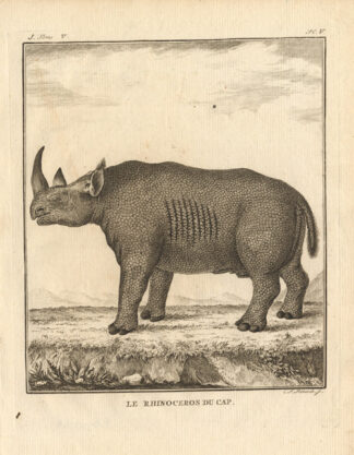 Antique Print-RHINOCEROS-CAPE-Buffon-1772