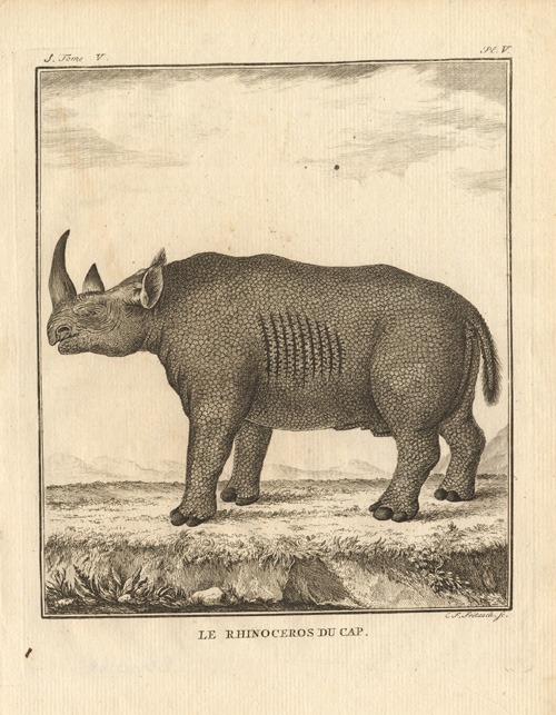 Bb00164 416x535 Antique Print-RHINOCEROS-CAPE-Buffon-1772