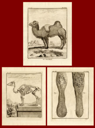 3 Antique Prints-SET-CAMEL-CHAMEAU-Buffon-1772