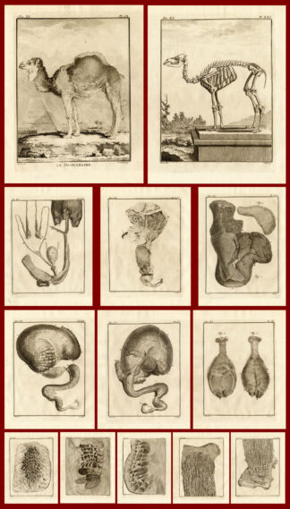 13 Antique Prints-SET_DROMEDARY-DROMADAIRE-Buffon-1772