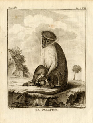 Antique Print-PALATINE-PALATE-MONKEY-Buffon-1772