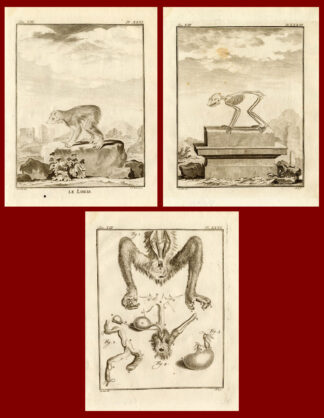 3 Antique Prints-SET-LORIS-MONKEY-SKELETON-Buffon-1772