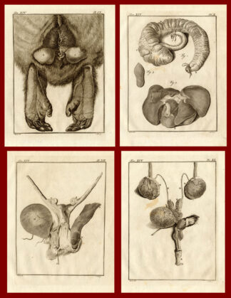 4 Antique Prints-ANATOMY-MANGOT-MONKEY-Buffon-1772