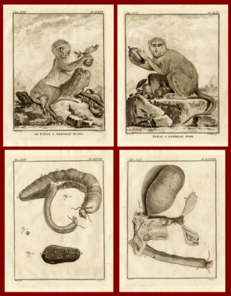 4 Antique Prints-SET-PATAS-MONKEY-ANATOMY-Buffon-1772