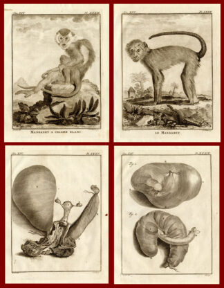 4 Antique Prints-MANGABEY-ANOTOMY-MONKEY-Buffon-1772