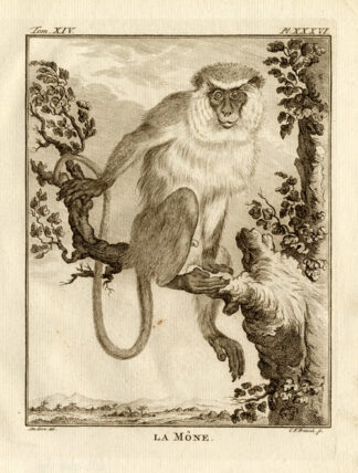 Antique Print-CAMPBELL's-MONA-MONKEY-Buffon-1772