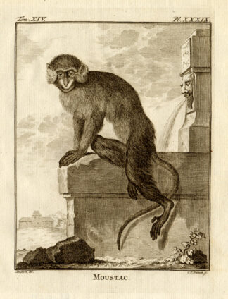 Antique Print-WHISKERED-MONKEY-MOUSTAC-Buffon-1772