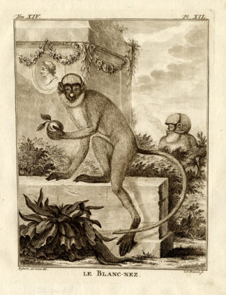 Antique Print-BLANC-NEZ-WHITE-NOSE-MONKEY-Buffon-1772