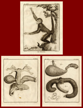 3 Antique Prints-SET-COAITA-MONKEY-ANATOMY-Buffon-1772