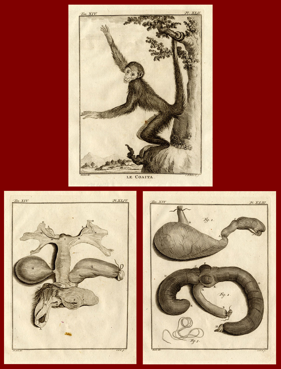 , 3 Antique Prints-SET-COAITA-MONKEY-ANATOMY-Buffon-1772, Pictura Antique Prints